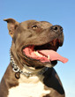 American Staffordshire Terrier American Staffordshire Terrier