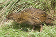 Weka