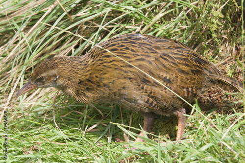 Photo: Weka Weka