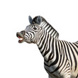 Laughing zebra