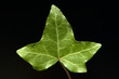 Efeu; Hedera helix