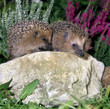 Igel_115681
