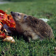 Igel_115641