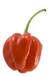 Habanero Chillie