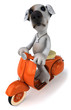 Chien en scooter