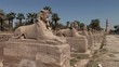 Sphinx Allee, Luxor