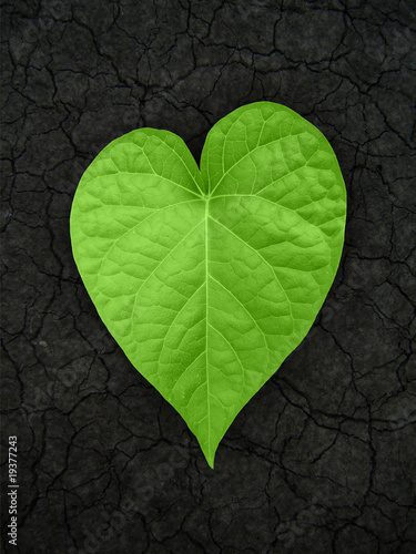Photo: heart shaped leaf on cracked soil heart shaped leaf on cracked soil