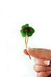 Foto: Glücksklee Kleeblatt Oxalis Glücksklee Kleeblatt Oxalis