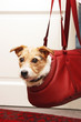 Kleiner Hund in Transporttasche