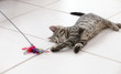 Foto: 10 weeks old kitten lying on the floor playing with it's toy 10 weeks old kitten lying on the floor playing with it's toy