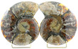ammonite fossilisée fond blanc