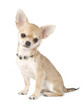 nice chihuahua puppy with necklace portrait isolated