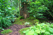 Little wooden door in a tree trunk. Also available in vertical.