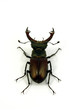 Lucanus cervus