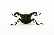 Lucanus cervus