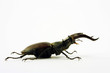 Lucanus cervus