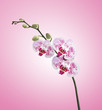 Branche d'orchidée et fond rose