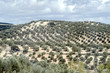 Olivo marteño o picual 106