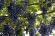 Parra de uvas 1115 Parra de uvas 1115