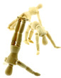 pantins bois gymnastes fond blanc