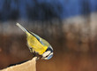 Photo: blue tit blue tit