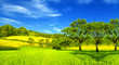 Summer landscape