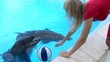 Dolphins and girl Dolphins and girl