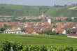 Weinberge bei Nordheim