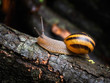 Snail after rain