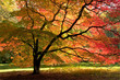 Japanese Maple