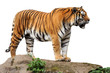 Zoo 137