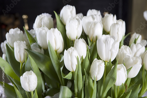 Decoration of dining table for Valentine's Day. White tulip.|19462647