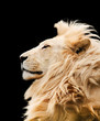 Lion isolated