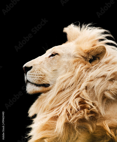 Photo: Lion isolated Lion isolated