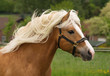 Haflinger Hengst
