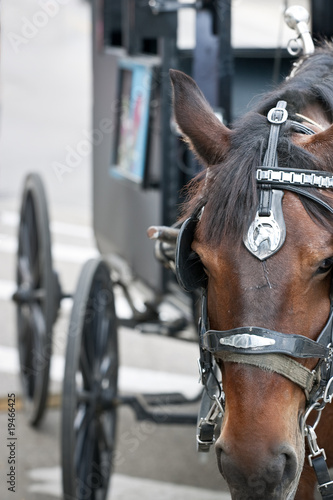 Photo: Closeup of horses head with carriage behind Closeup of horses head with carriage behind