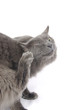 Itchy kitty cat scratching