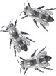 Bees