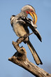 Yellow-billed hornbill