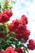 Kletterrose; Blaze Superior