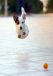 Jack Russel Jump 3