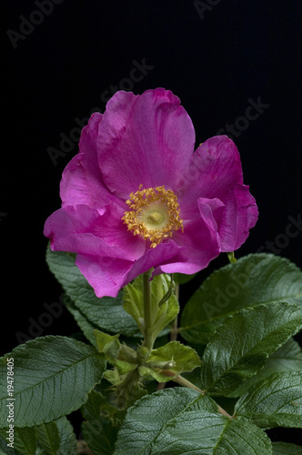 Foto: Strauchrose; Rosa rugosa Strauchrose; Rosa rugosa