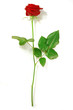 Red rose