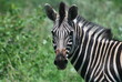 Zebra Close-up