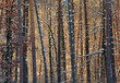 Winter forest