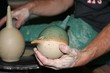 Tonvogel 3