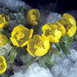 Winterling; Eranthis hyemalis