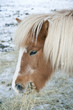 Horse Eating Hay