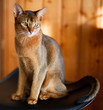 young brown Abyssinian cat on char