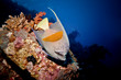 poisson perroquet